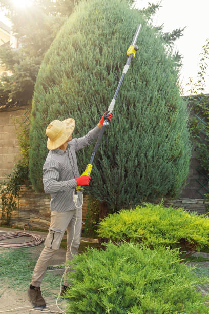 Best Arborist Consultation Services  in Neffs, OH